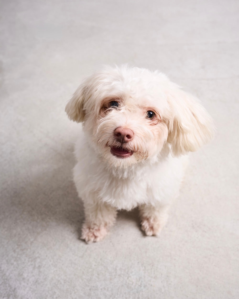 Small white dog sitting on a light surface, looking upward with slightly open mouth.